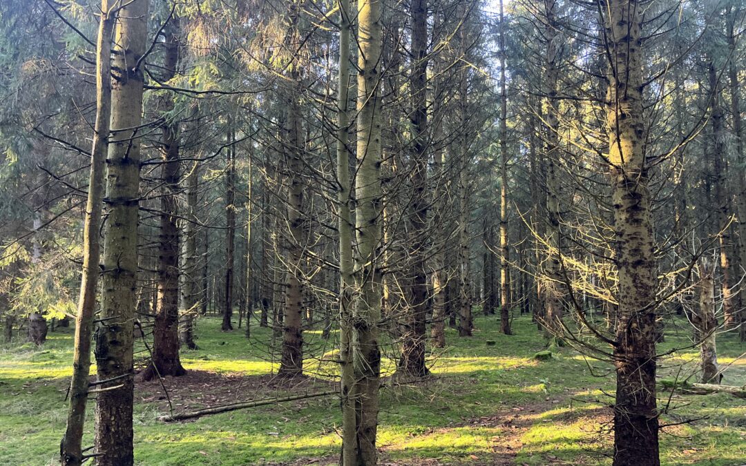 Waldbaden: Wie der Wald Körper und Geist heilt