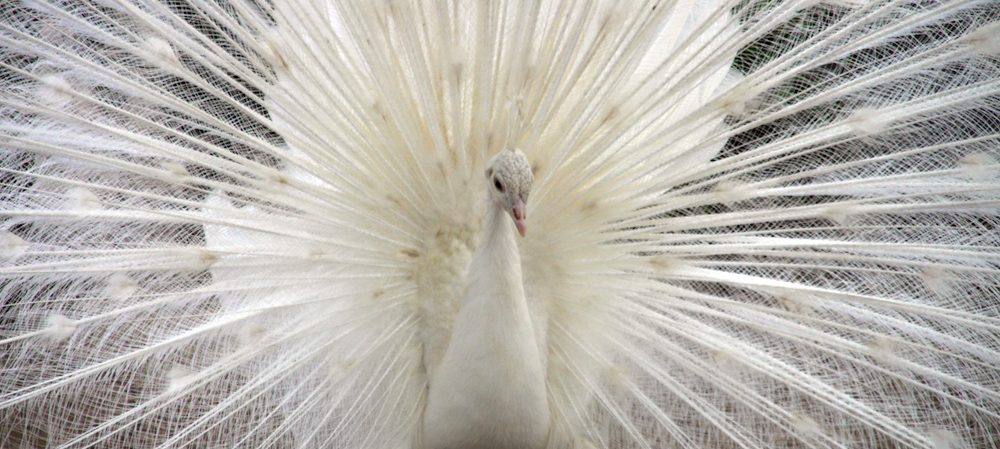 Pfau-klein